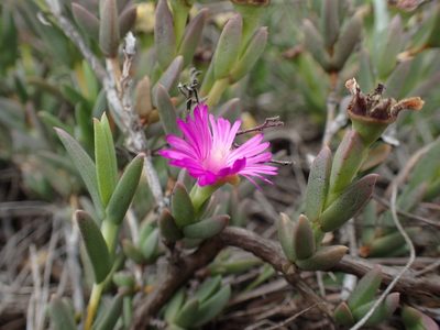Ruschia congesta, photographed by Mahomed Desai