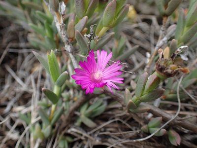 Ruschia congesta, photographed by Mahomed Desai