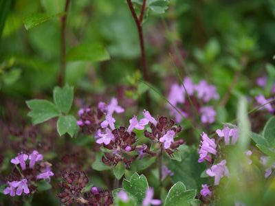 Thymus linearis, photographed by Dinesh Valke