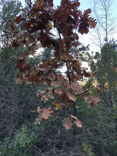 Quercus frainetto, photographed by Naturalista