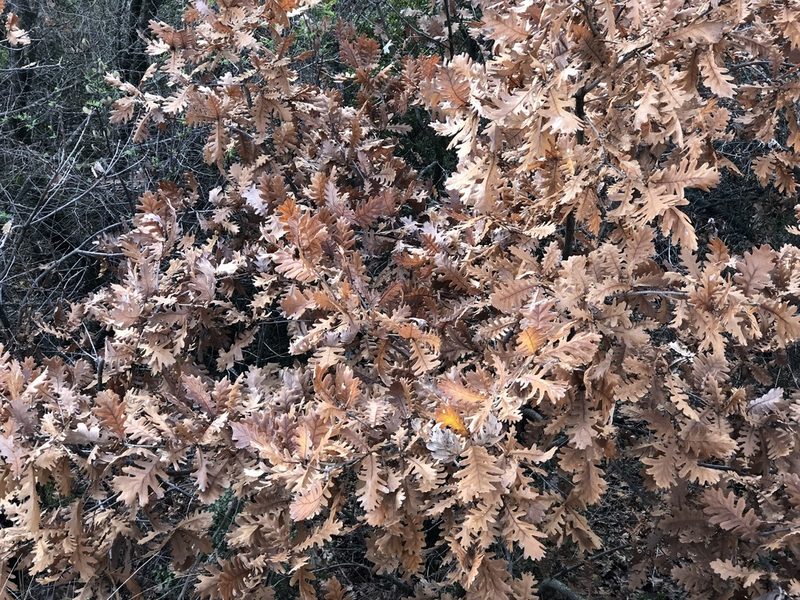 Quercus frainetto, photographed by Naturalista