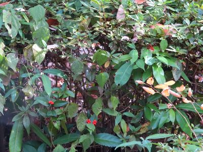 Sarcandra glabra, photographed by mami_t_t