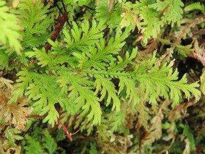 Selaginella moellendorffii, photographed by chiuluan