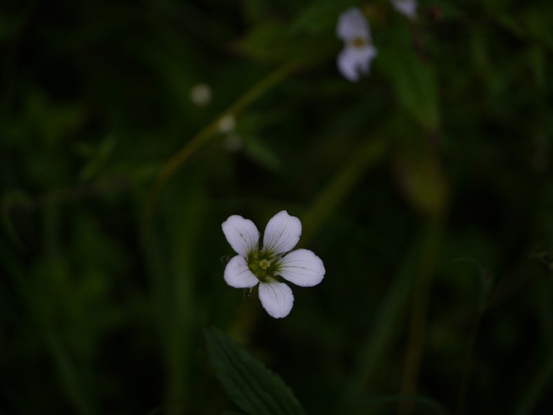Parnassia nubicola, photographed by Dinesh Valke