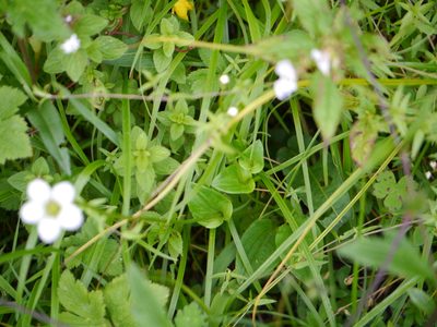Parnassia nubicola, photographed by Dinesh Valke