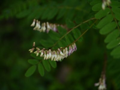 Astragalus chlorostachys, photographed by Dinesh Valke