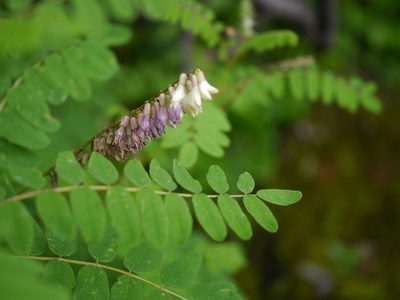 Astragalus chlorostachys, photographed by Dinesh Valke