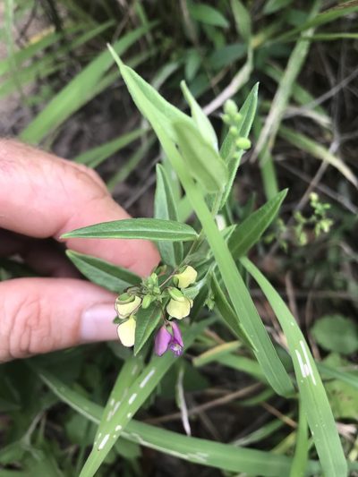 Polygala sphenoptera, photographed by rosshawkins