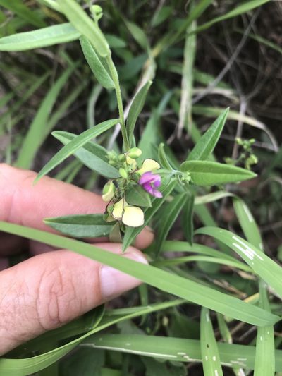 Polygala sphenoptera, photographed by rosshawkins