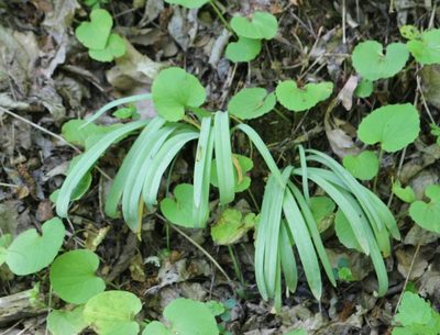 Galanthus alpinus, photographed by Юрий Данилевский (Yuriy Danilevsky)