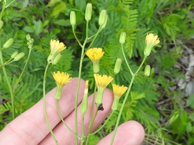 Crepis pulchra, photographed by Sam Kieschnick