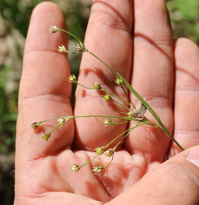 Luzula forsteri, photographed by Юрий Данилевский (Yuriy Danilevsky)