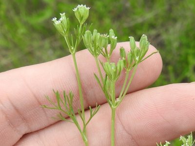 Ammoselinum popei, photographed by Sam Kieschnick