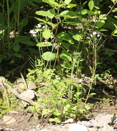 Cardamine tenera, photographed by Юрий Данилевский (Yuriy Danilevsky)