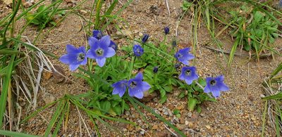Campanula lasiocarpa, photographed by Фалкова Анна