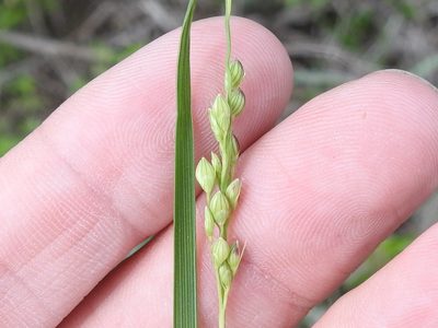 Setaria reverchonii, photographed by Sam Kieschnick
