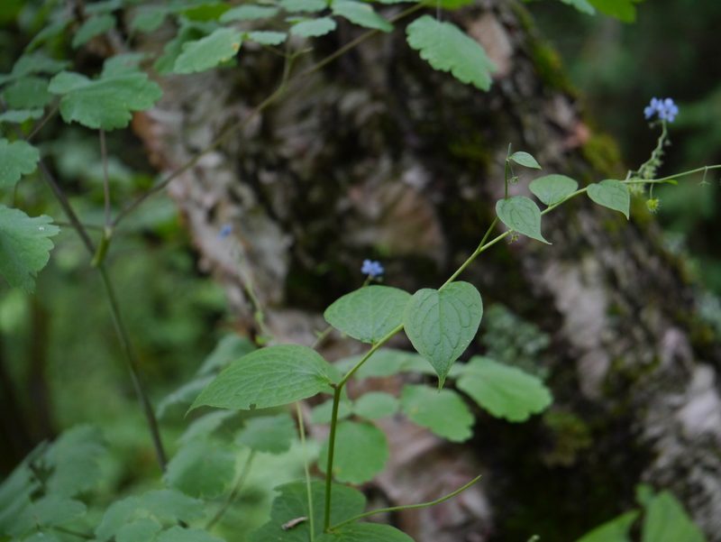 Hackelia uncinata, photographed by Dinesh Valke