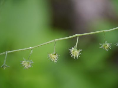 Hackelia uncinata, photographed by Dinesh Valke