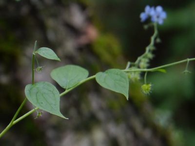 Hackelia uncinata, photographed by Dinesh Valke