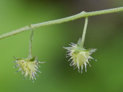 Hackelia uncinata, photographed by Dinesh Valke