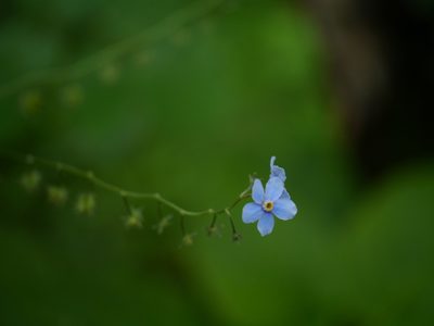 Hackelia uncinata, photographed by Dinesh Valke