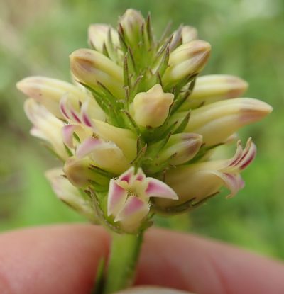 Cyphia elata, photographed by Peter Warren