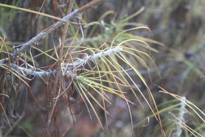 Ptilostemon chamaepeuce, photographed by Edmundas Greimas