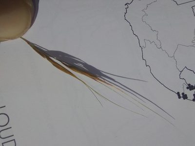 Loudetia flavida, photographed by Manuel R Popp
