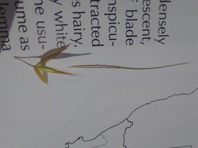 Loudetia flavida, photographed by Manuel R Popp