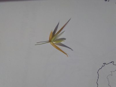 Loudetia flavida, photographed by Manuel R Popp