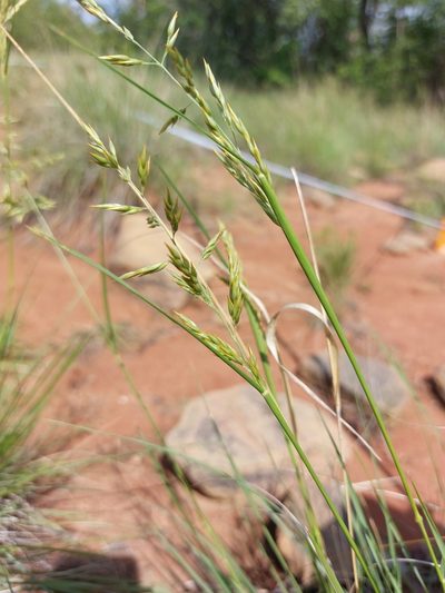 Enneapogon pretoriensis, photographed by Manuel R Popp