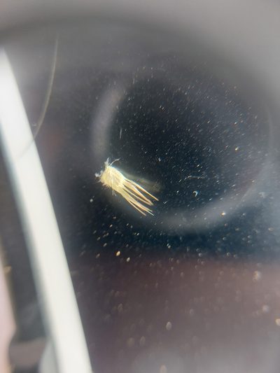 Enneapogon pretoriensis, photographed by Manuel R Popp