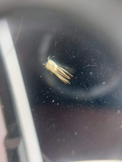 Enneapogon pretoriensis, photographed by Manuel R Popp