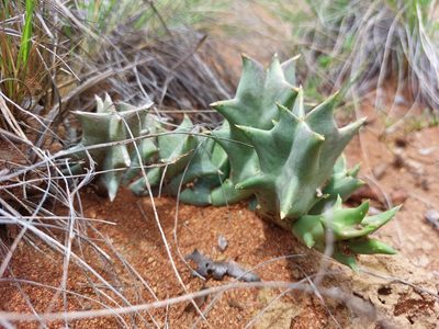 Orbea melanantha, photographed by Manuel R Popp
