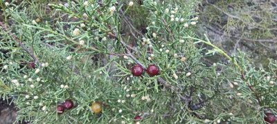 Juniperus phoenicea, photographed by Santiago Martín-Bravo