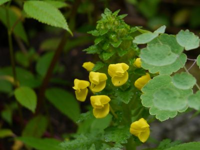 Pedicularis hoffmeisteri, photographed by Dinesh Valke