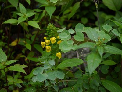 Pedicularis hoffmeisteri, photographed by Dinesh Valke