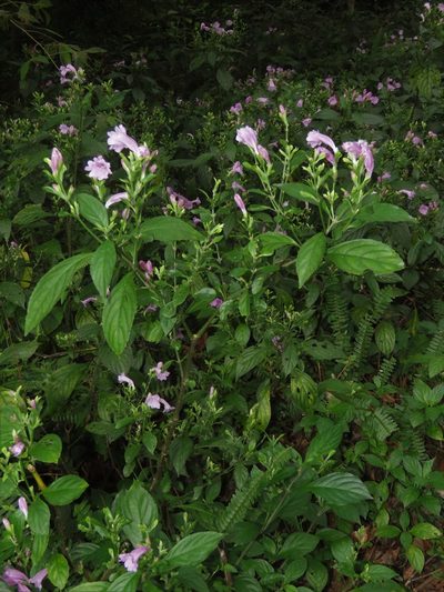 Strobilanthes cusia, photographed by chiuluan