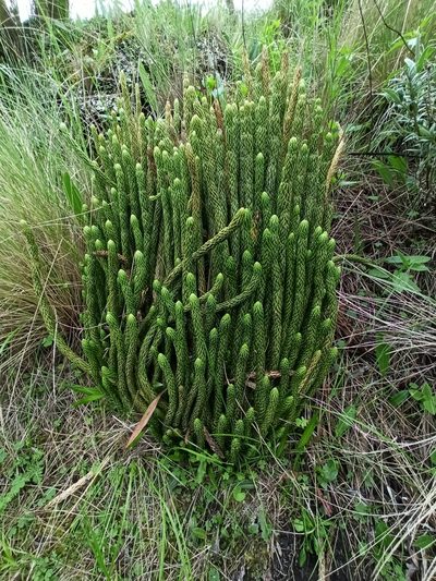 Phlegmariurus saururus, photographed by Gonzalo Martinez
