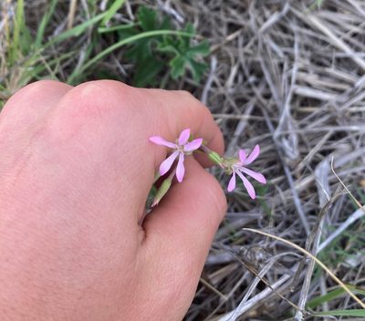 Pelargonium alchemilloides, photographed by Justin Ponder