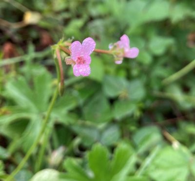 Pelargonium alchemilloides, photographed by Justin Ponder