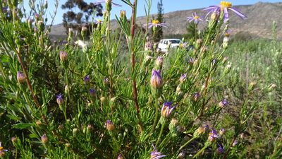 Felicia filifolia, photographed by Paul Emms