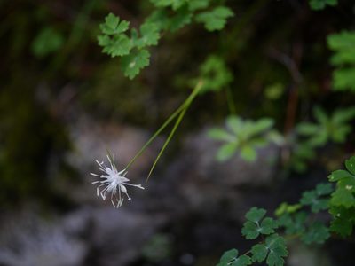 Juncus thomsonii, photographed by Dinesh Valke