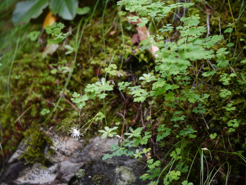 Juncus thomsonii, photographed by Dinesh Valke