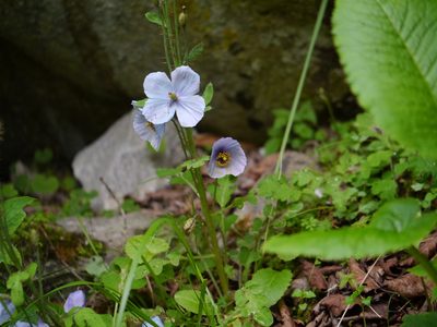 Meconopsis aculeata, photographed by Dinesh Valke