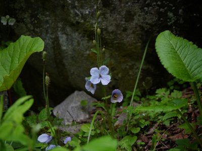 Meconopsis aculeata, photographed by Dinesh Valke