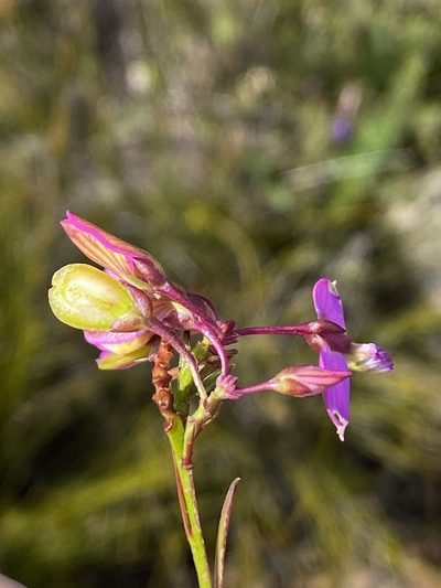 Polygala triquetra, photographed by Dave U