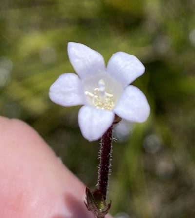 Prismatocarpus rogersii, photographed by Dave U