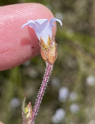 Prismatocarpus rogersii, photographed by Dave U