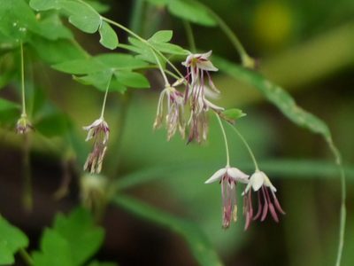 Thalictrum foliolosum, photographed by Dinesh Valke